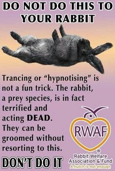 Rabbit Welfare Association and Fund, one of UK's leading rabbit welfare organisations had some information on this.